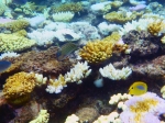 (2017) Great Barrier Reef, Queensland_1