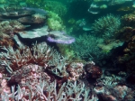 (2017) Great Barrier Reef, Queensland_5