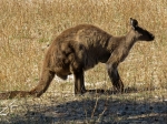 (2017) Kangaroo Island, South Australia_2