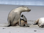(2017) Kangaroo Island, South Australia_4