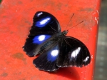 (2017) Kurunda Rainforest, Queensland_6
