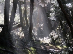 (2017) Overland Track, Tasmania_5