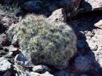 (2023) Atacama Desert, Chile_10