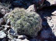 (2023) Atacama Desert, Chile_10