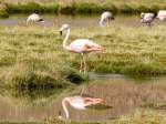 (2023) Atacama Desert, Chile_9