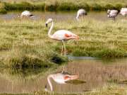 (2023) Atacama Desert, Chile_9