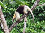 (2019 ) Arenal Sky Trek, Costa Rica_1