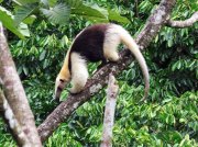 (2019 ) Arenal Sky Trek, Costa Rica_1