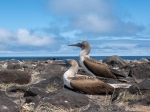 (2021) Ecuador_6