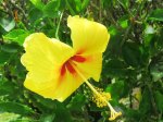 (2017) Nani Mau Gardens, Hawaii_11