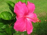 (2017) Nani Mau Gardens, Hawaii_10