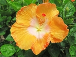 (2017) Nani Mau Gardens, Hawaii_12