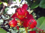 (2017) Nani Mau Gardens, Hawaii_17