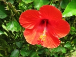 (2017) Nani Mau Gardens, Hawaii_9
