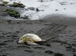 (2017) Punaluʻu Beach, Hawaii_5