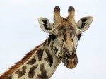 (2017) Masai Mara, Kenya_4