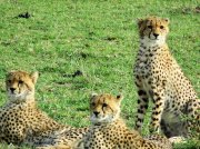 (2017) Masai Mara, Kenya_7