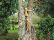 (2017) Masai Mara, Kenya_14