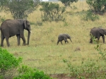 (2017) Masai Mara, Kenya_1