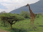 (2017) Masai Mara, Kenya_2