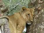 (2017) Masai Mara, Kenya_6