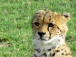(2017) Masai Mara, Kenya_8