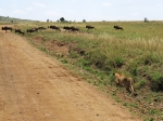 (2017) Masai Mara, Kenya_13