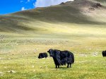 (2024) Altai Mountains, Mongolia_29