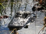 (2018) Everglades, Florida_4
