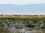 (2017) Ngorongoro, Tanzania_18