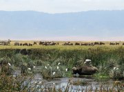 (2017) Ngorongoro, Tanzania_18
