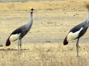 (2017) Ngorongoro, Tanzania_20