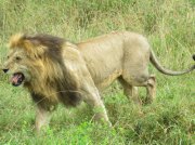 (2017) Serengeti, Tanzania_1