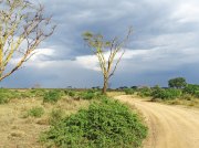 (2017) Serengeti, Tanzania_14