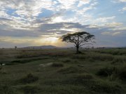 (2017) Serengeti, Tanzania_16