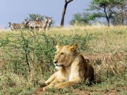 (2017) Serengeti, Tanzania_2