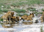 (2017) Serengeti, Tanzania_3