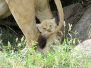 (2017) Serengeti, Tanzania_4