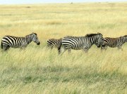 (2017) Serengeti, Tanzania_5