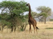 (2017) Serengeti, Tanzania_6