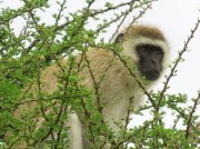 (2017) Serengeti, Tanzania_7