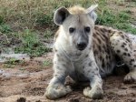 (2017) Serengeti, Tanzania_9