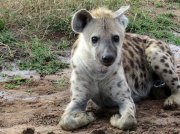 (2017) Serengeti, Tanzania_9